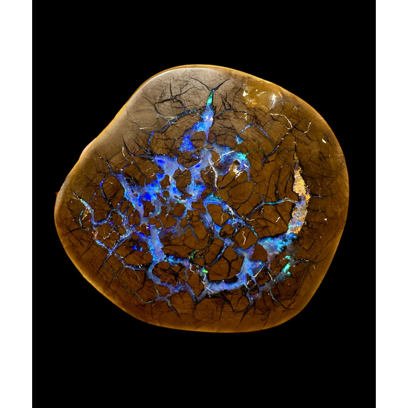 Opale Boulder bois fossilisé 118 carats