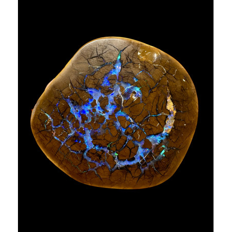 Opale Boulder bois fossilisé 118 carats